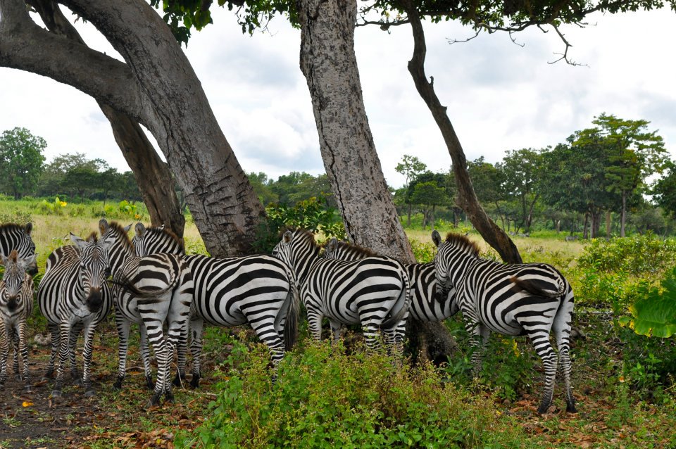Palawan Place Calauit Game Preserve and Wildlife Sanctuary