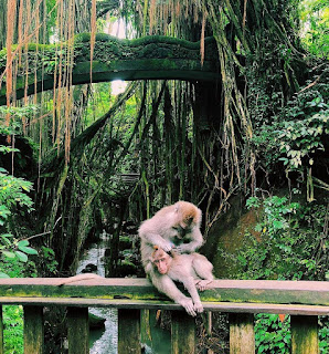 Harga Tiket Masuk Monkey Forest Ubud