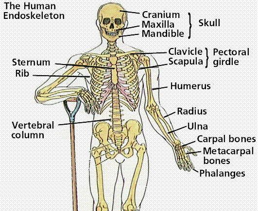 Human Body Systems and their Organs