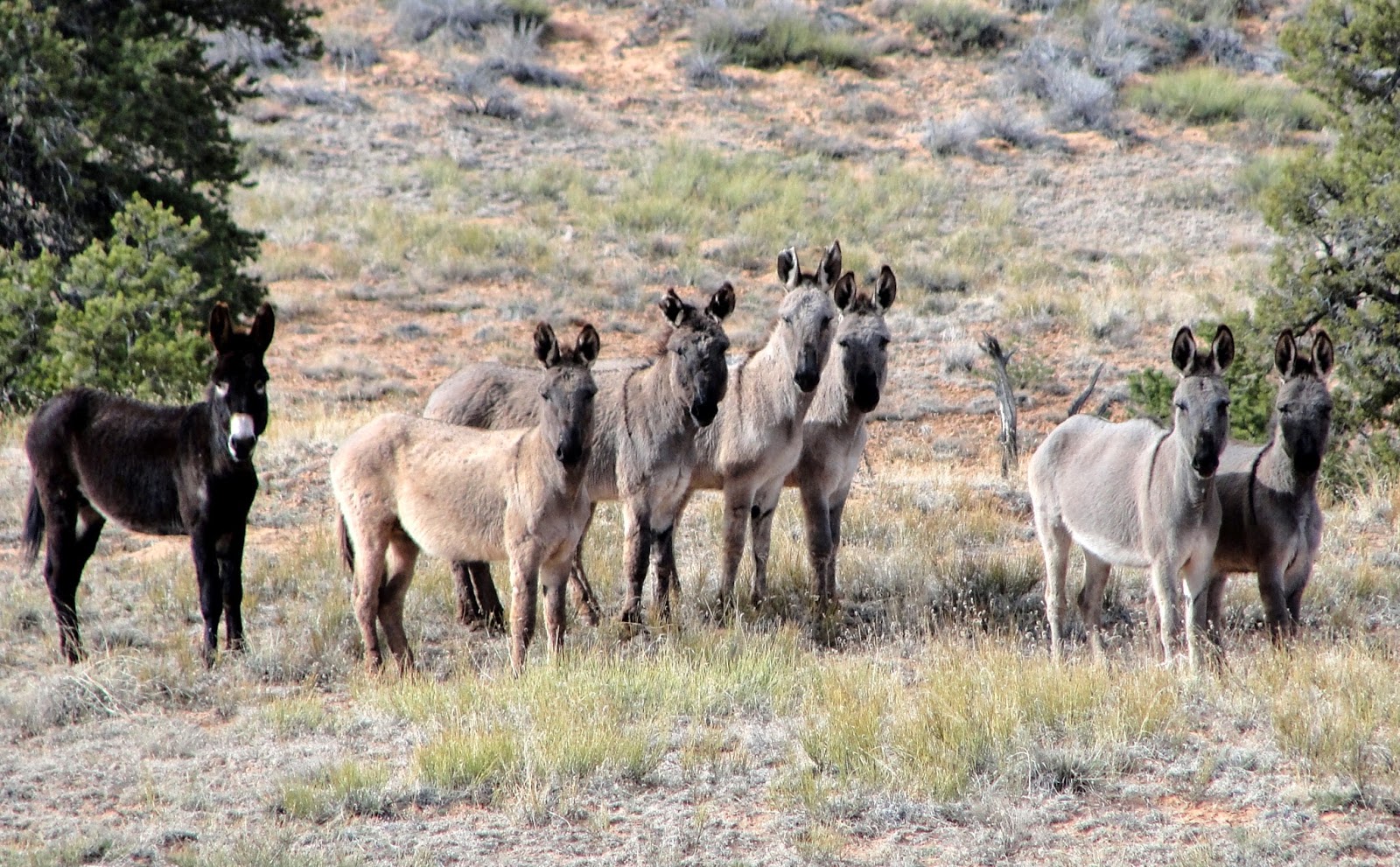 Janie and Steve, Utah Trails Upper Pasture