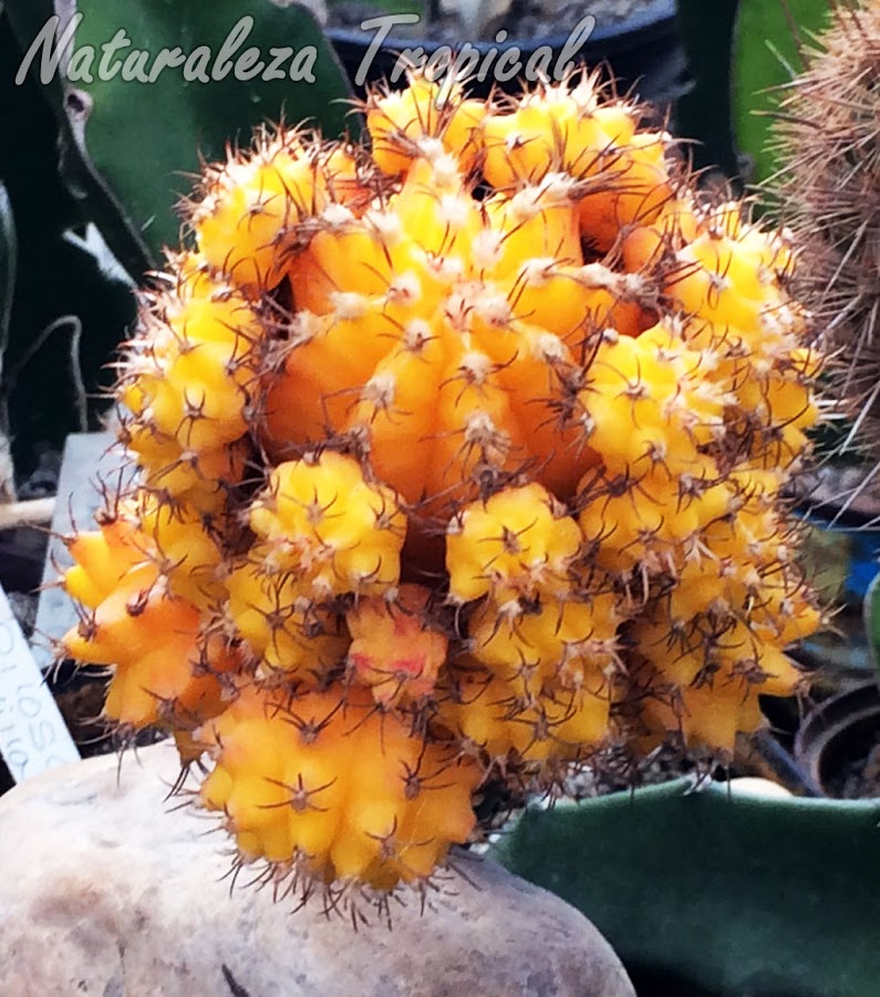 Un cactus muy colorido, Gymnocalicium mihanovichii | Plantas