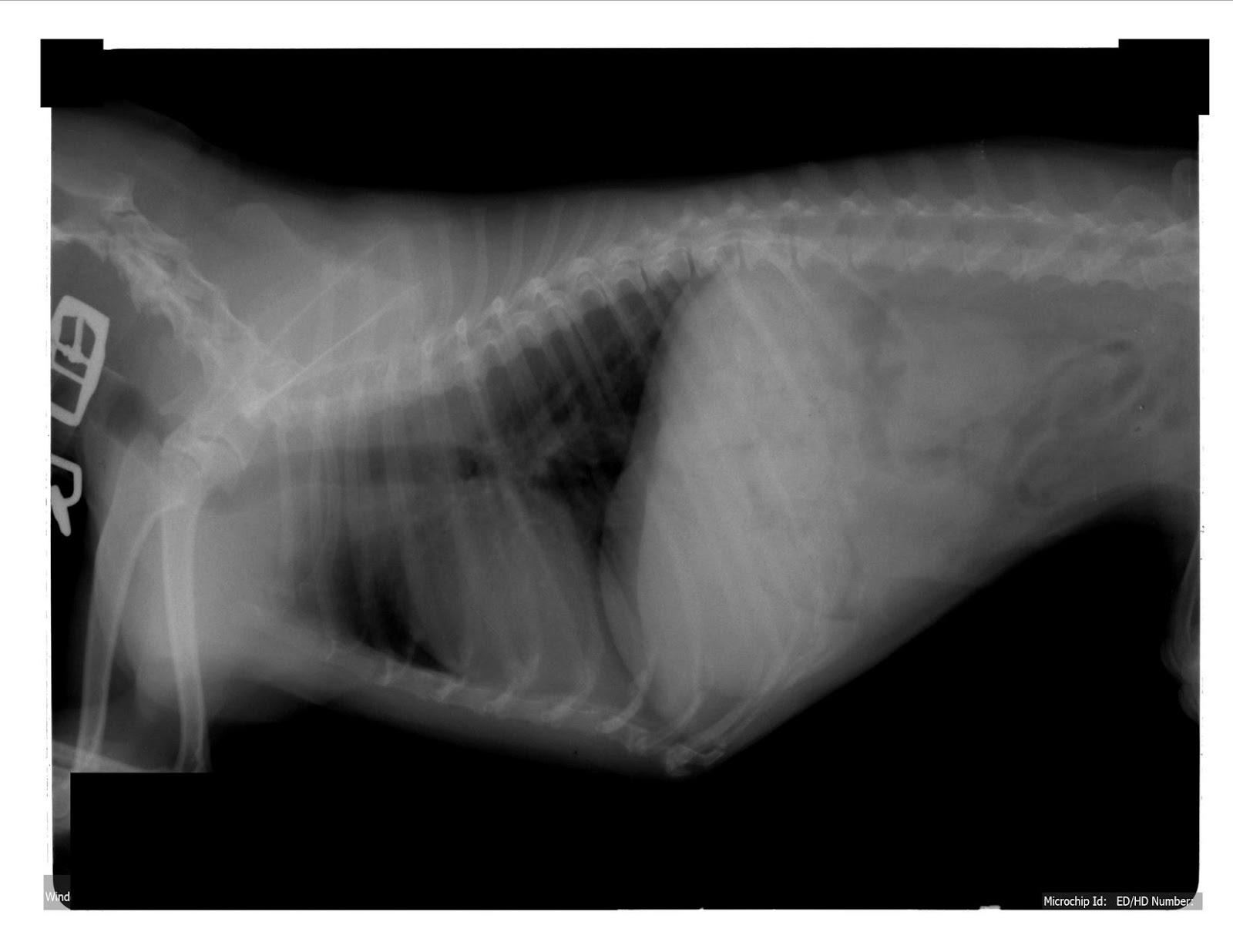 CurOST Cancer and Health 101