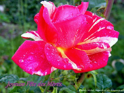 Fête des Mères, Photos de Roses