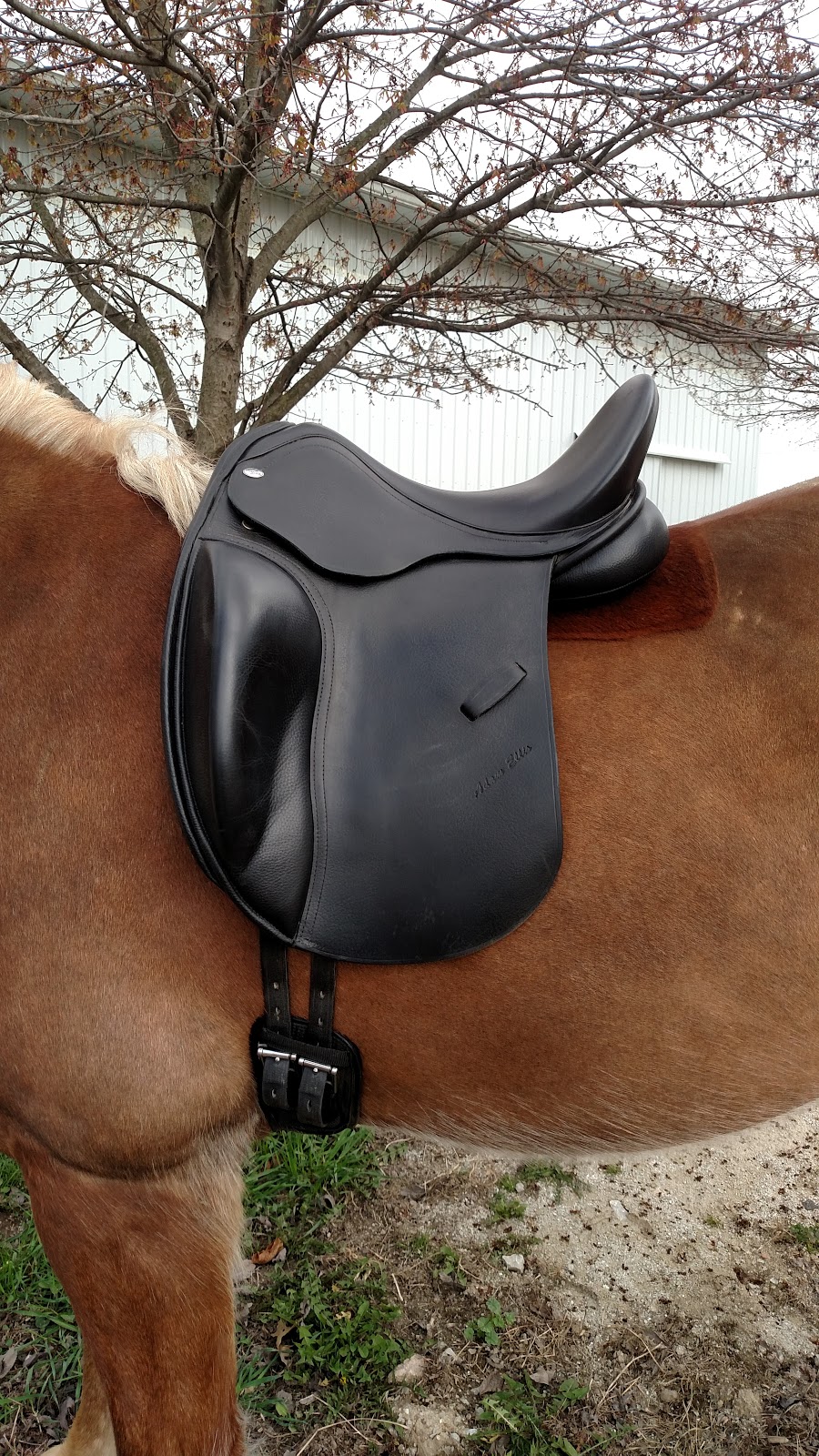 Cob Jockey Saddle Fitting Experience