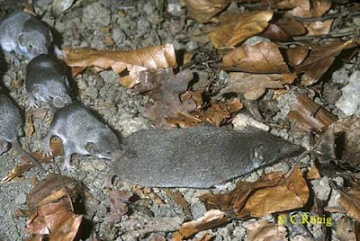 White toothed Shrew