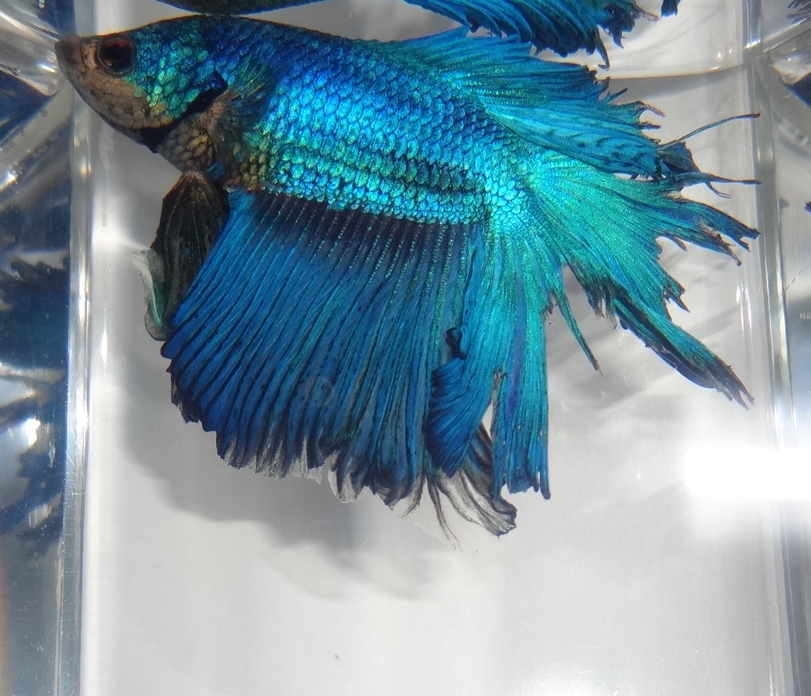 betta 895lv blu main image 0