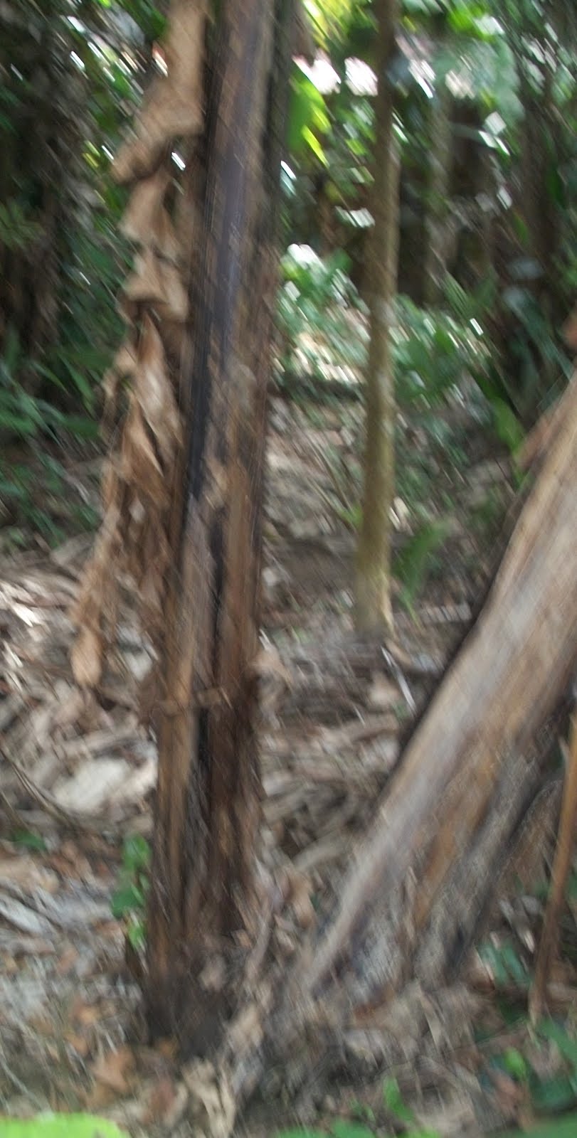 Pondok Rahmat: Kepingin Rambut Yang Lebat