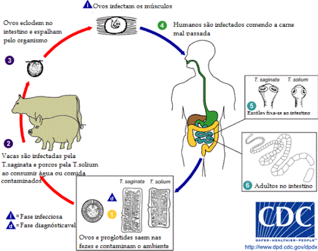 Natureza de mármore Filo Platyhelminthes Características