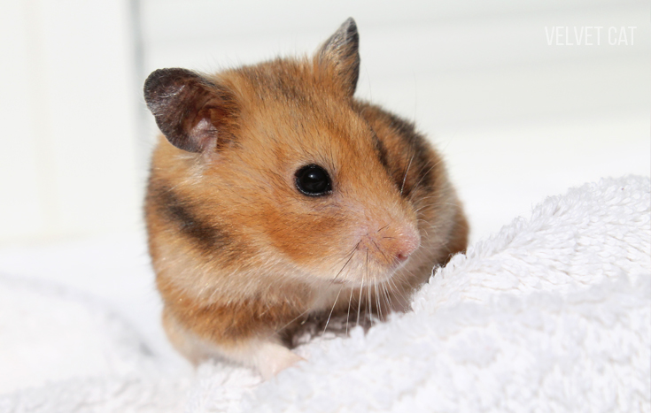 doña bigotes hamster comun noah