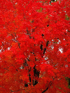 Colorful Pictures red trees of Fall