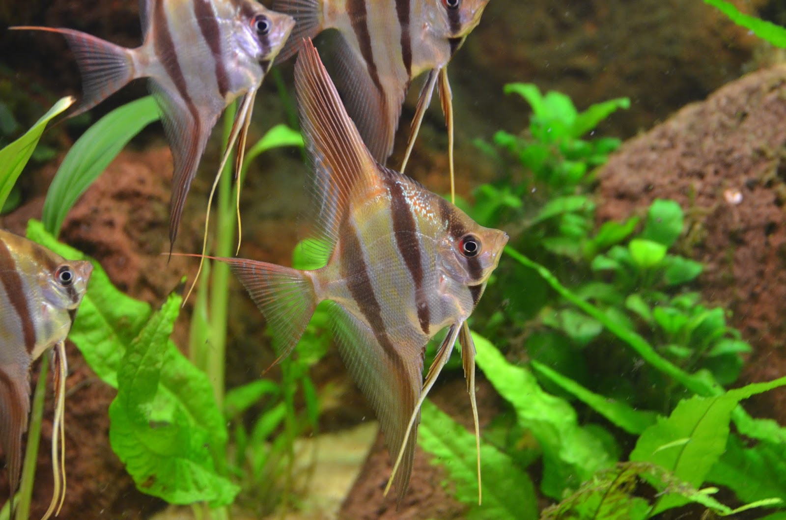 Zoozimmer Orinoco altum