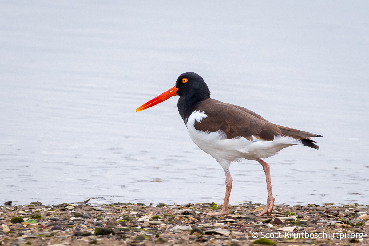 Audubon Alliance for Coastal Waterbirds American Oystercatcher