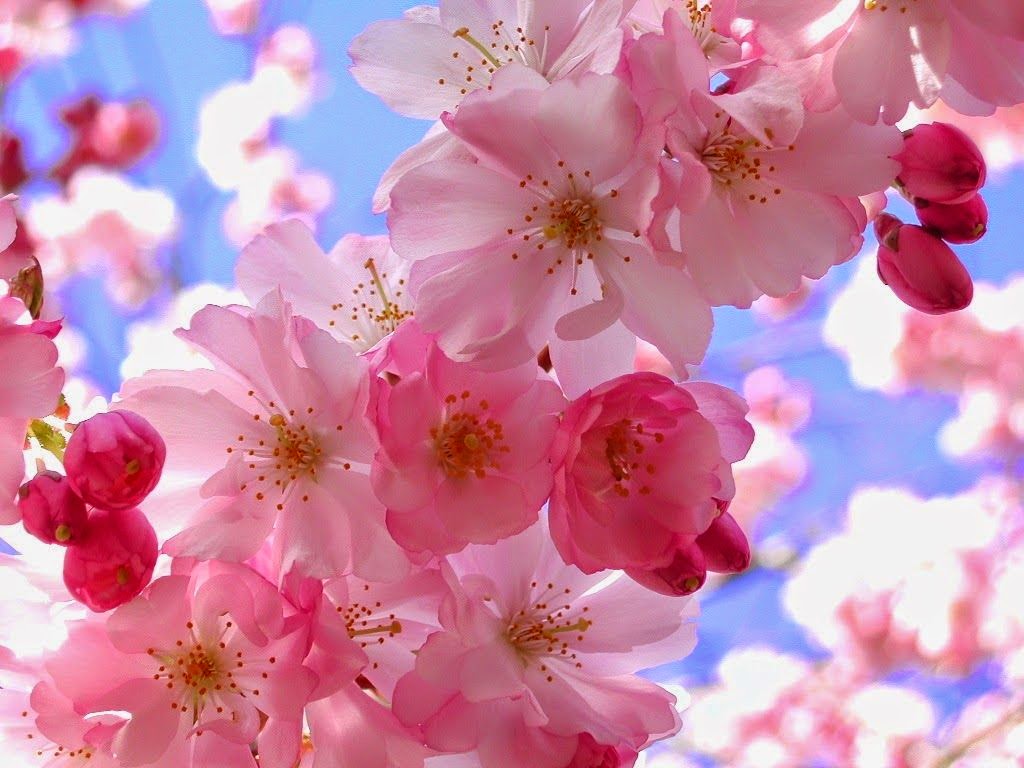 Chia sẻ với hơn 84 tải hoa đẹp nhất hay nhất - thtantai2.edu.vn