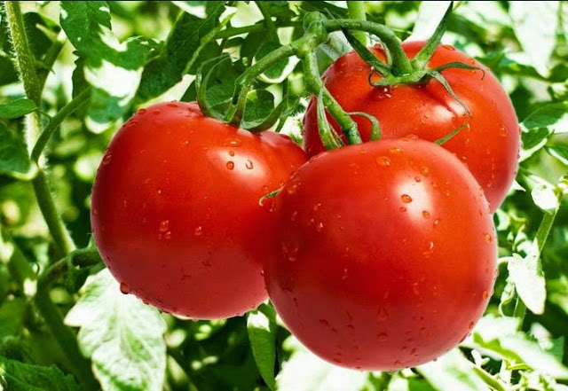 Cara Alami Membunuh Sel-Kangker Dalam Tubuh, Konsumsi  9 Makanan ini