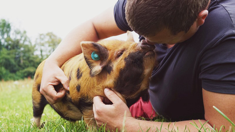 KuneCoco • Lemsdale Kune Kunes • Schweineliebe KuneCoco • Lemsdale Kune Kunes • Schweineliebe