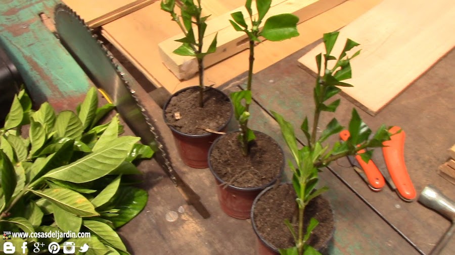 Cómo reproducir jazmín o gardenia por esqueje | Plantas