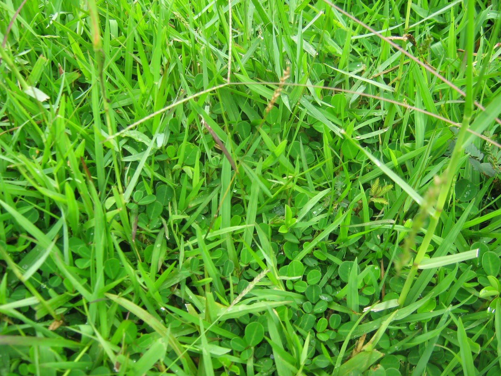 Southern Lawn Weeds Identification