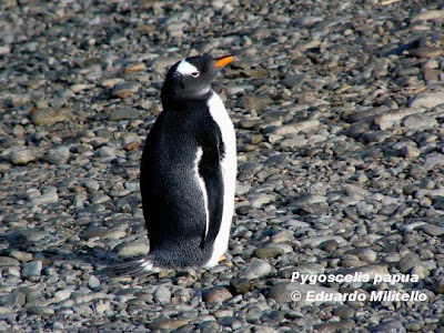 Pingüino de vincha Pygoscelis papua