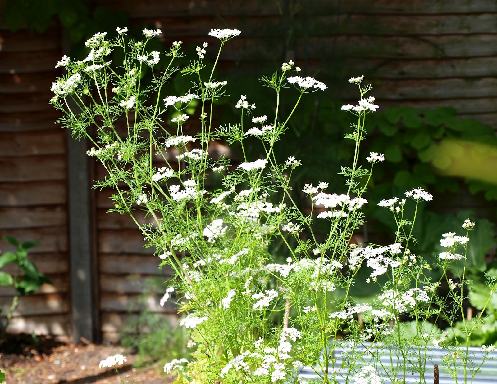 Mark's Veg Plot Coriander / Cilantro