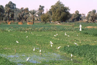 Egypte1996-delta 1