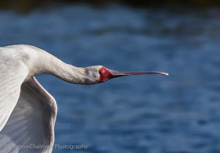 Spoonbill in flight - Table Bay Nature Reserve - Copyright Vernon Chalmers