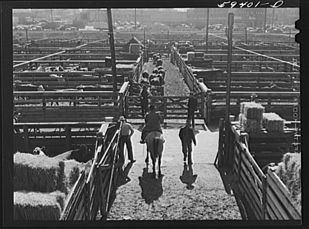 Denver Stockyards 1939, 1941. Big Picture Agriculture