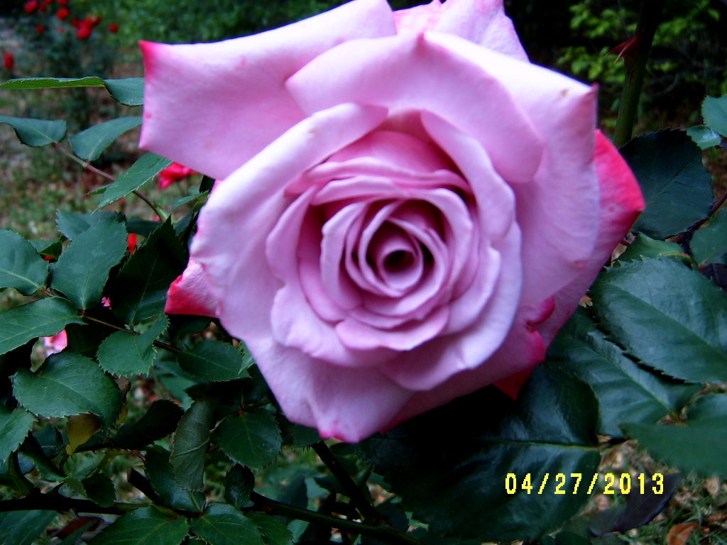 Alabama Rose and Flower Garden from a Non-Green Thumb: Rose of the Week ...