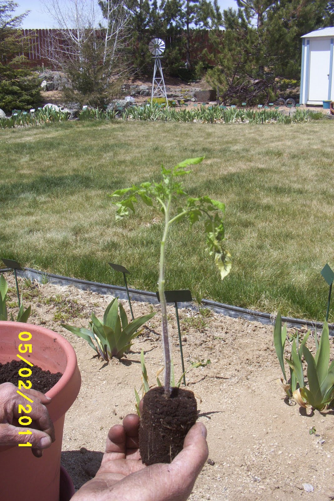 How Does My Garden Grow Planting Tomatoes