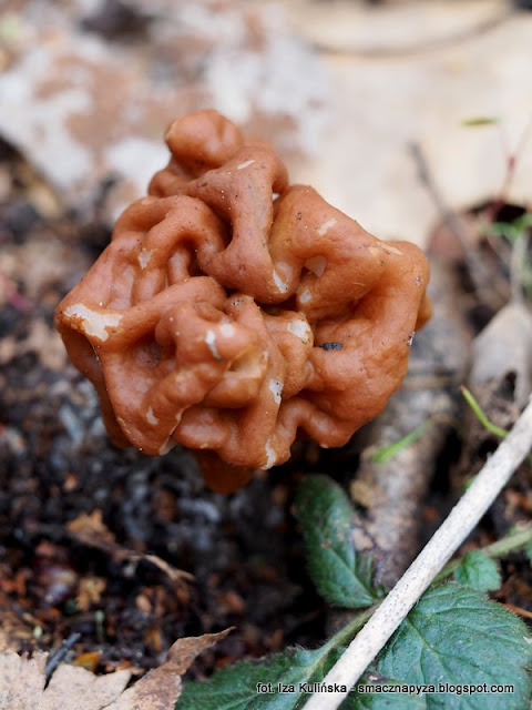 gyromitria-gigas piestrzenica olbrzymia, grzyby chronione, atlas grzybow, grzyby gatunkami, gatunek, jaki to grzyb, las bemowski, wiosna, mykologia, grzybobranie