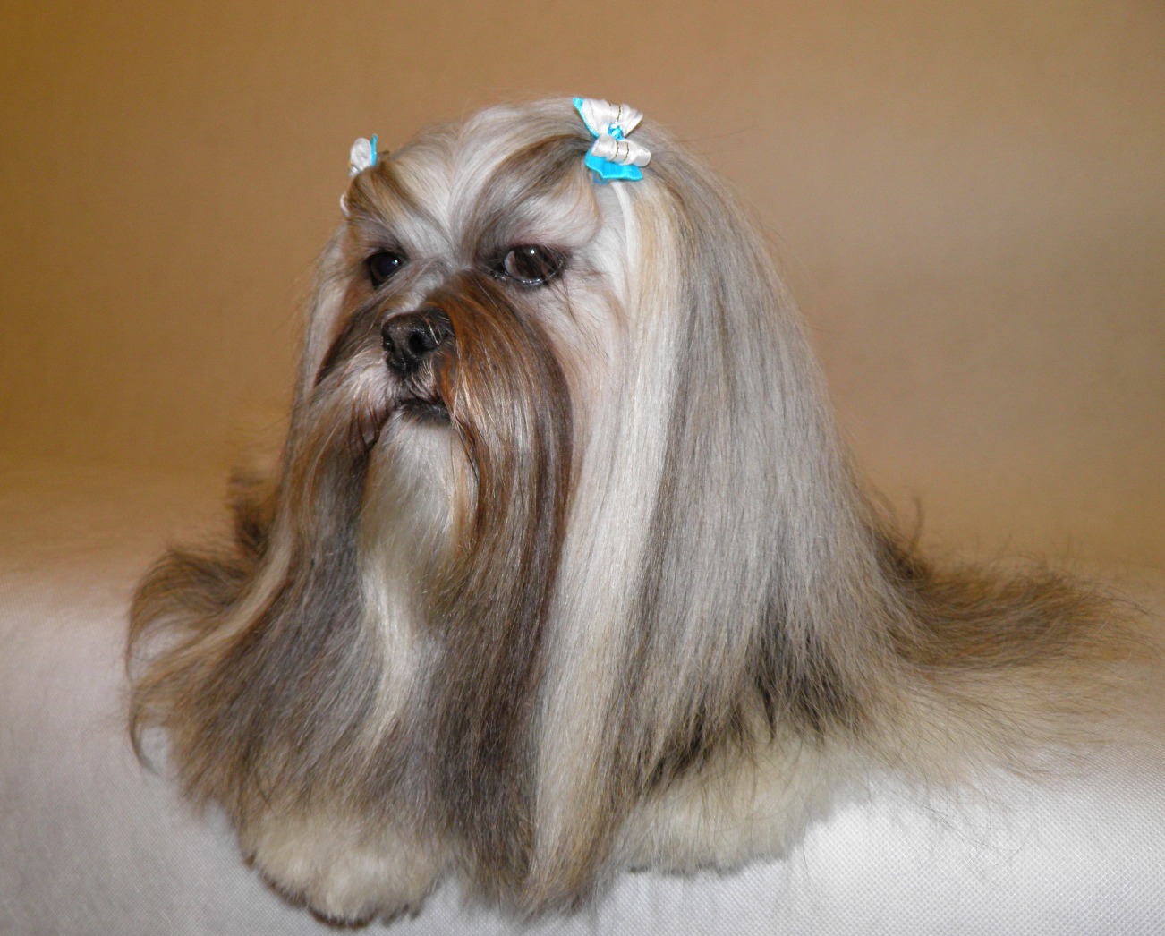 Professional Dog Grooming Shampoo MD10 Collection Champu para Perros