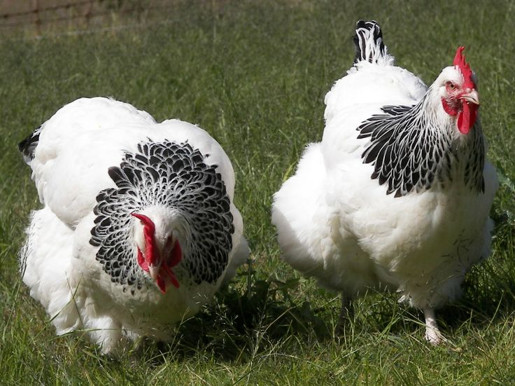 9 Jenis Ayam Terbesar Sedunia - Ayam Laga (Artikel lengkap Tentang Ayam