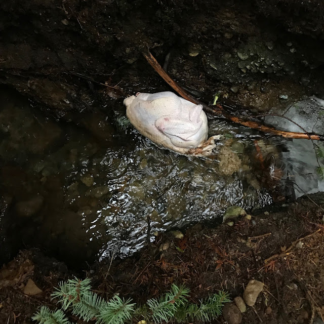 Large turkey in a mountain river, Sunshine Coast BC