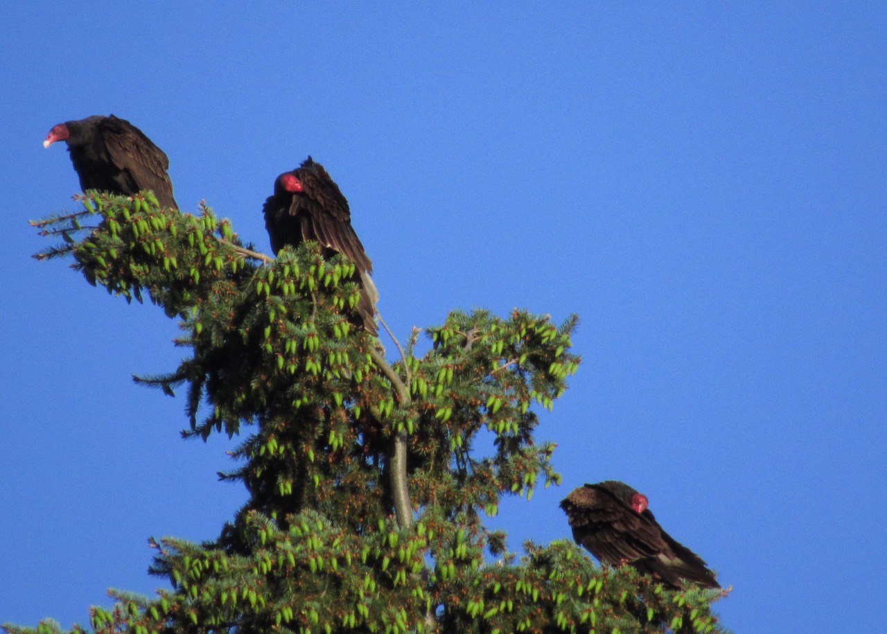 Shoreline Area News Photo The vultures are gathering