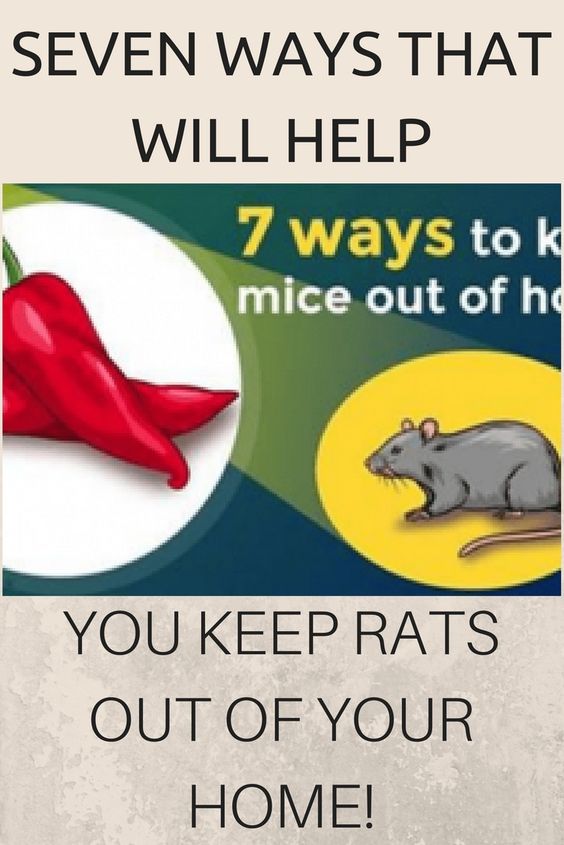 SEVEN WAYS THAT WILL HELP YOU KEEP RATS OUT OF YOUR HOME! Health Hacks