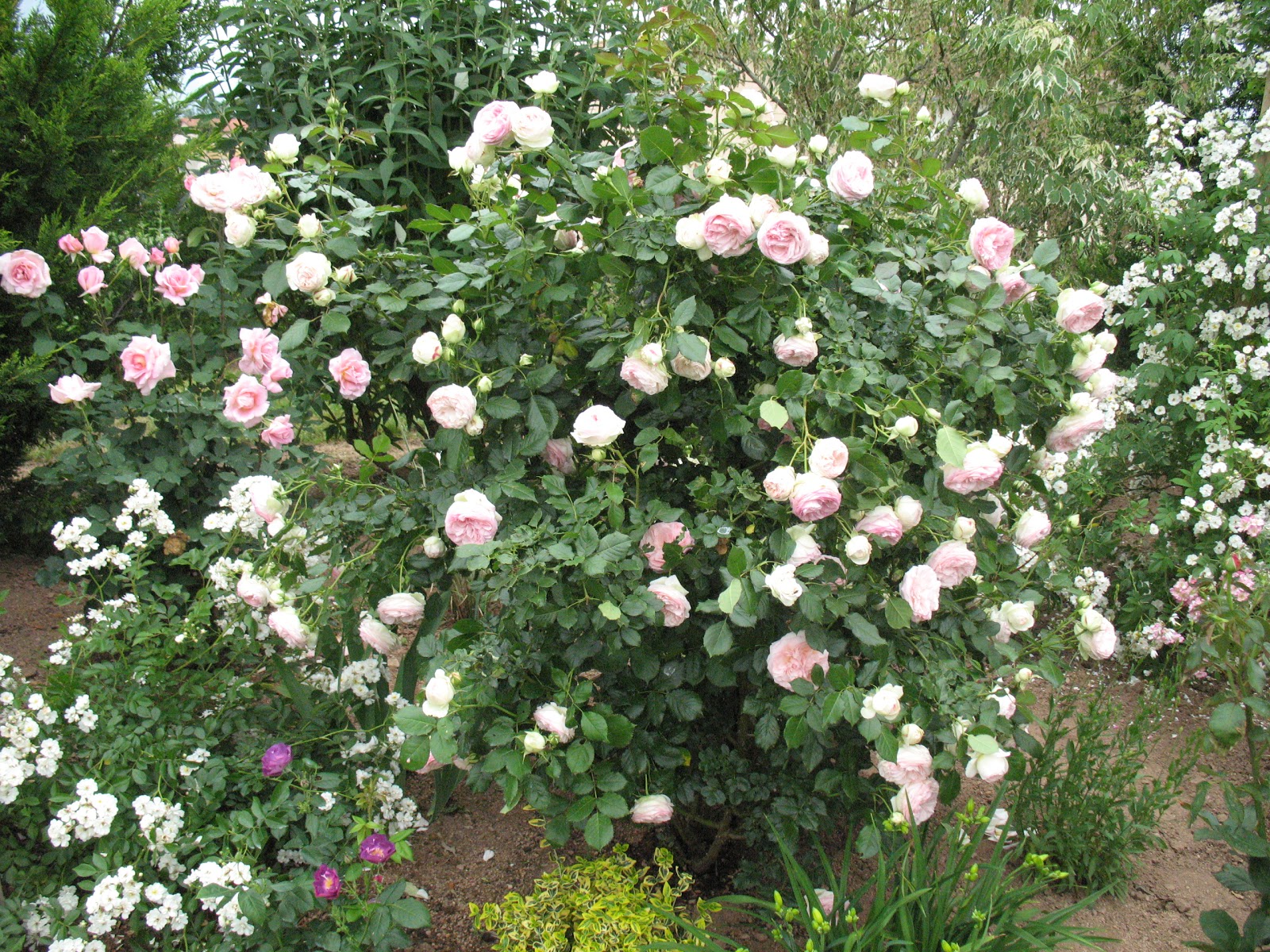 Organic Garden Dreams A Rose Garden With No Roses To Cut