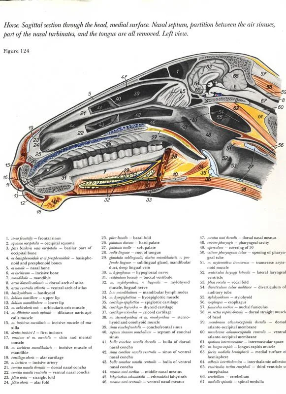 horse-cavalo-skull-anatomy-anatomia-cranio-maxilar-sinusal-sinuses-vetarq-muscle-musculatura-bone-osso-veias-arterias-dentição-equinos