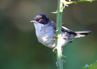 Curruca cabecinegra (Sylvia melanocephala)