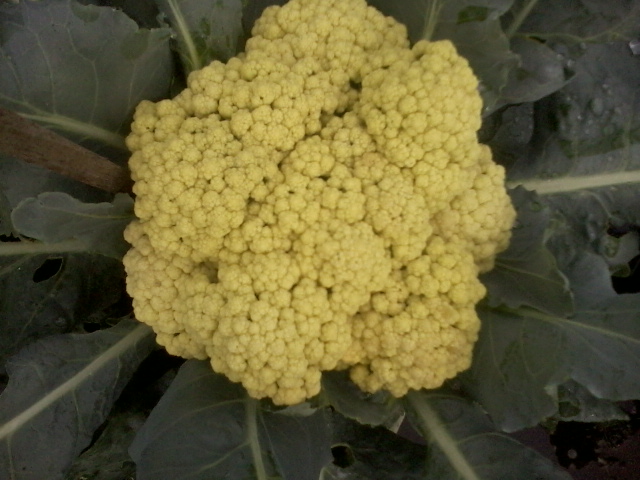 Pandan Berduri: Teknik Budidaya Bunga Kol Dalam Polybag