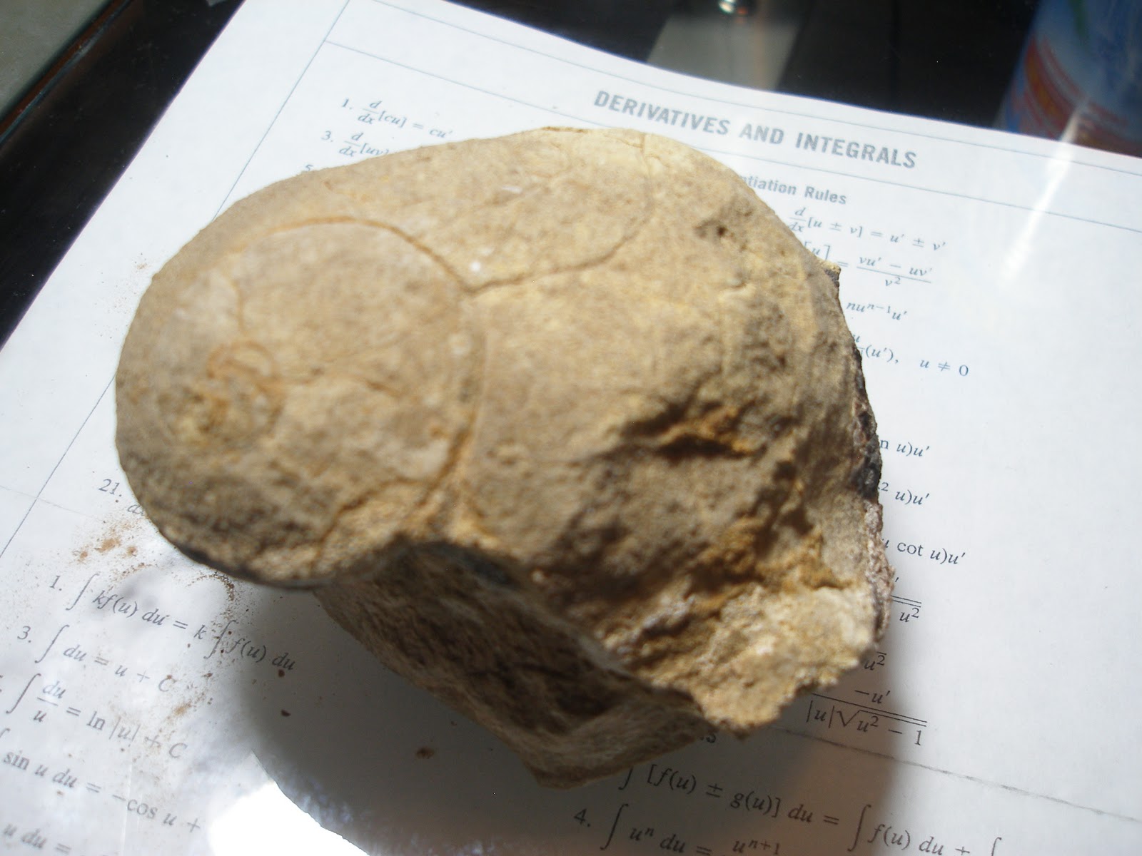 How To Identify A Fossil Type