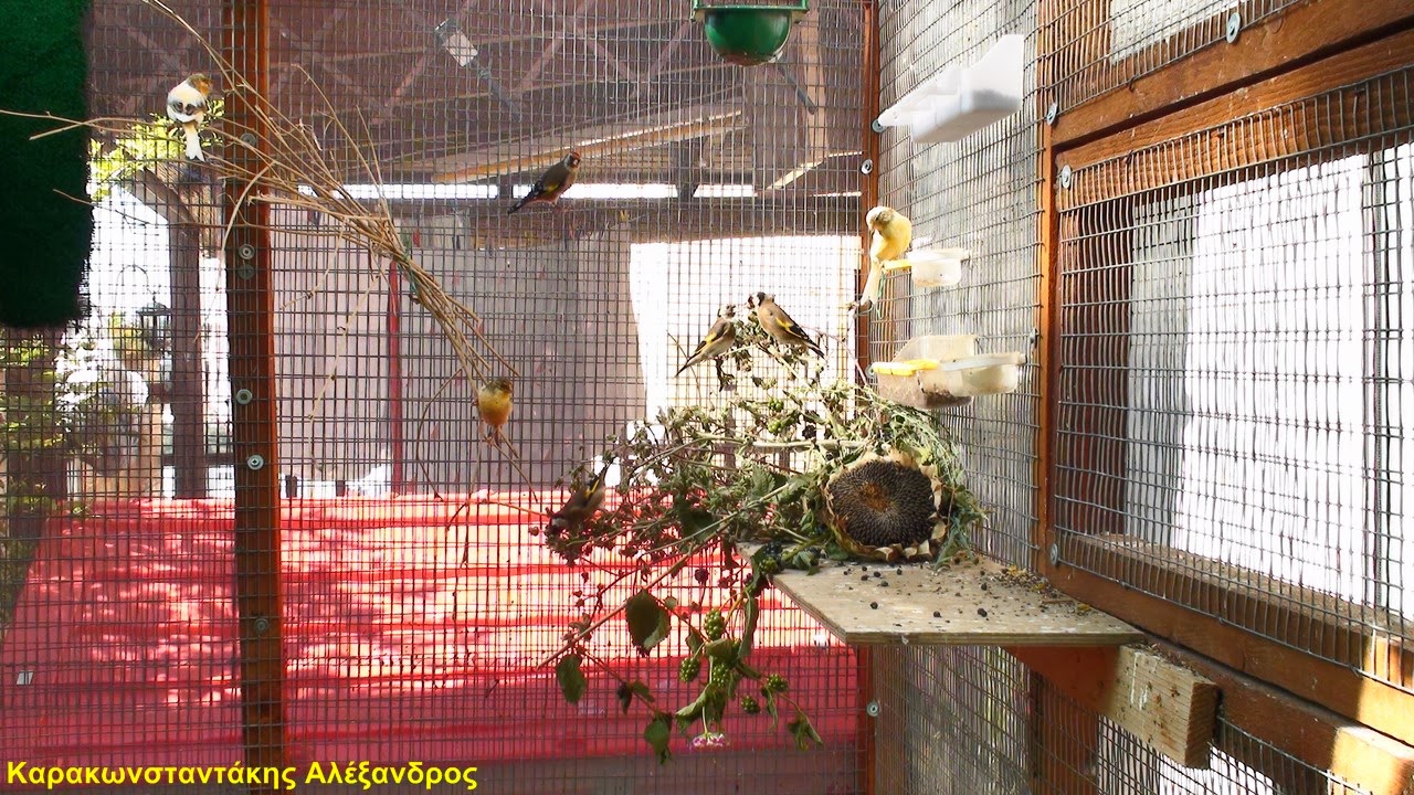 Εκτροφή Καρδερίνας: Έρχονται οι ποιο όμορφα βαμμένες Καρδερίνες ...