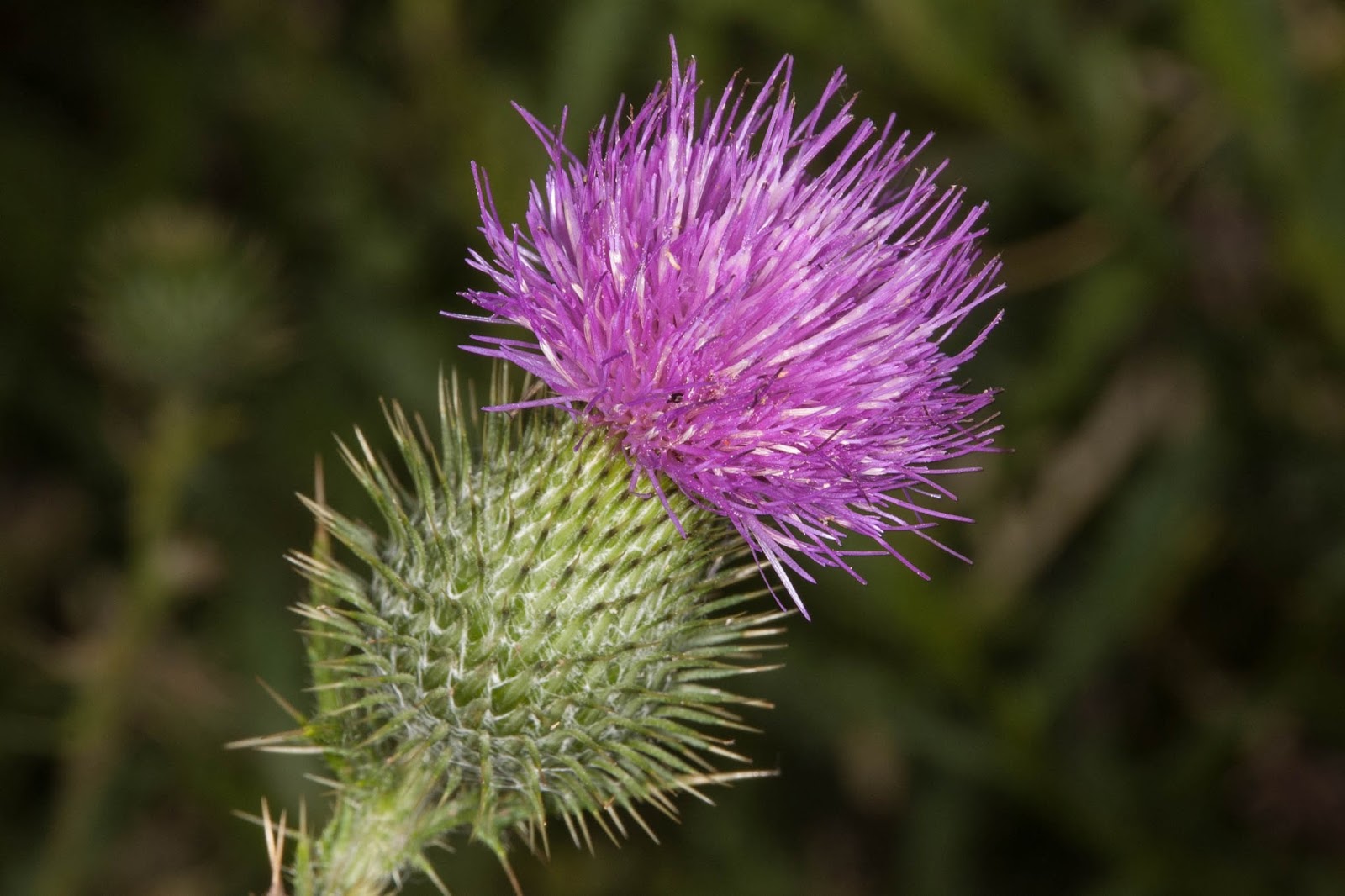 Champlain Islands&rsquo; Nature: Bull Thistle