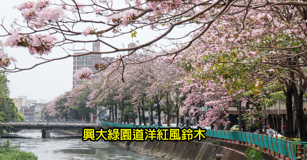 台中南區|興大綠園道|綠川河畔風鈴木|台中最長洋紅風鈴木步道|江川公園 台中南區|興大綠園道|綠川河畔風鈴木|台中最長洋紅風鈴木步道|江川公園