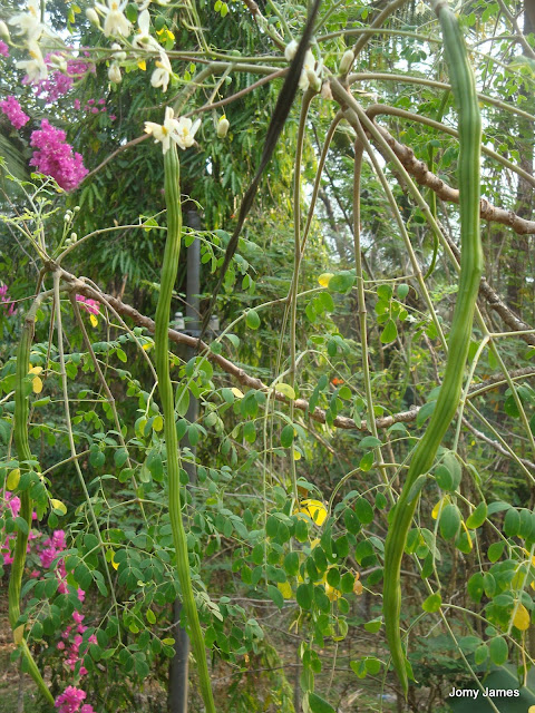 Moringa