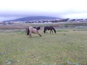 Horses of "Oude Molen Ranch" in pastures  borderingRaapenberg Wetlands Bird National Park.