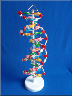 Unseen Rare Collection: DNA Structure,Strand,Replication ... football helmet diagram 