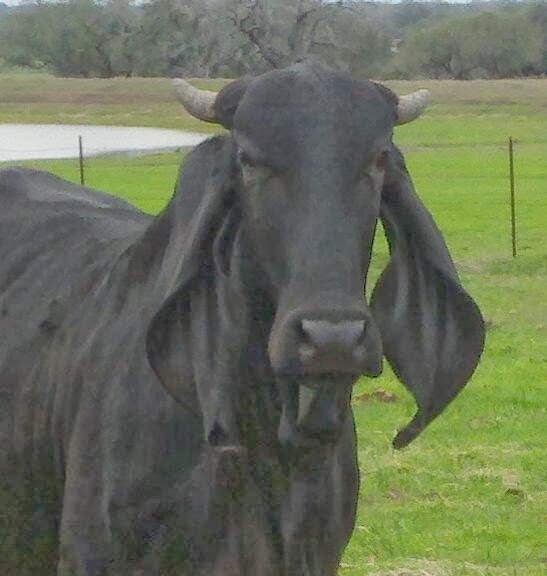 Kaldera Romadhon: Sapi Brahman & Sapi Ongole
