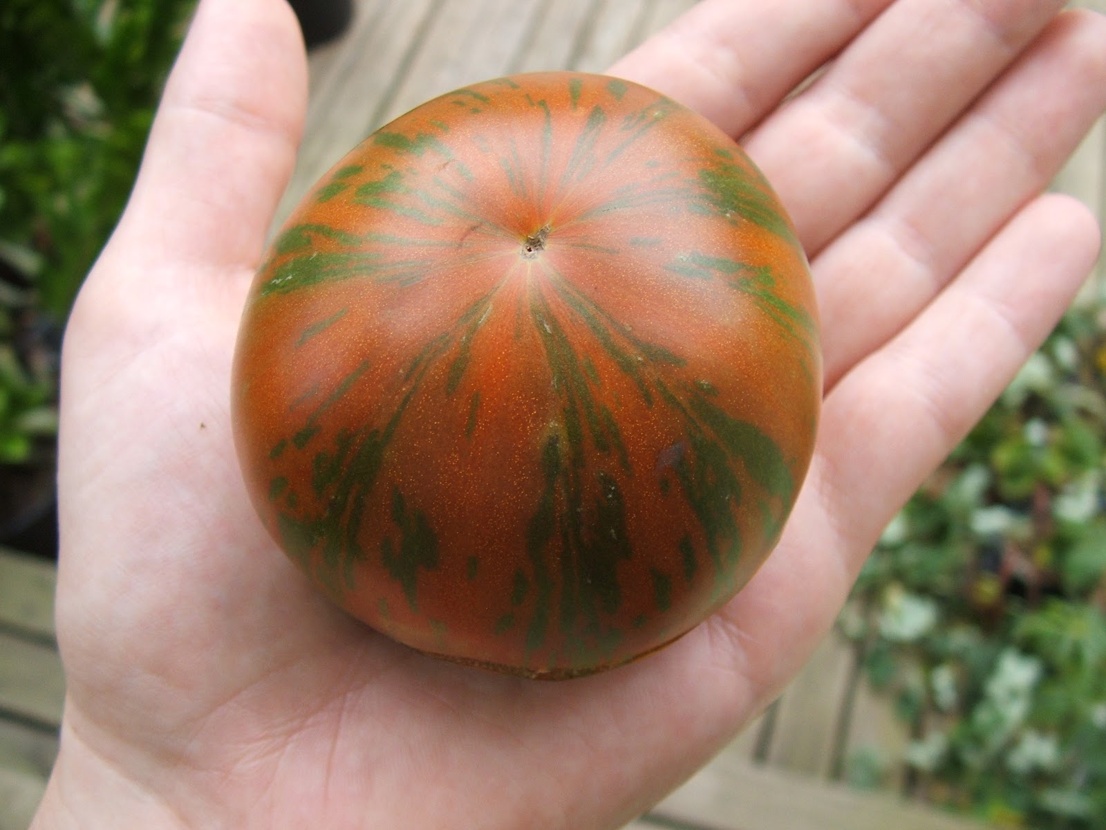 Chocolate Stripes томат