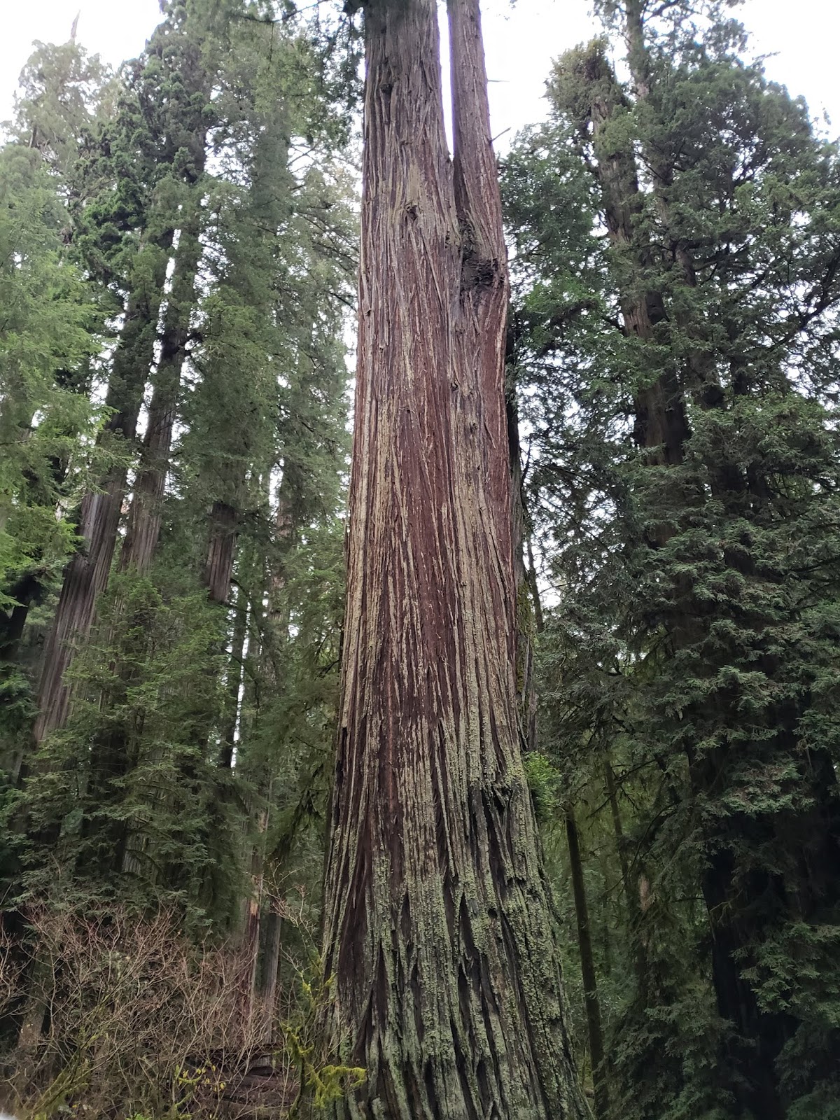 Alaska Eagle Redwoods