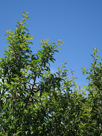 Blackthorn leaves against a blue sky.