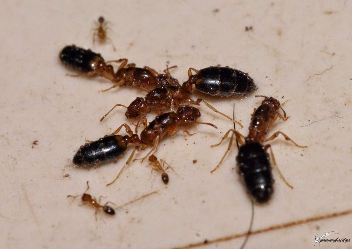 Ant Trail My Journey with Ants Might of the Ant Mite